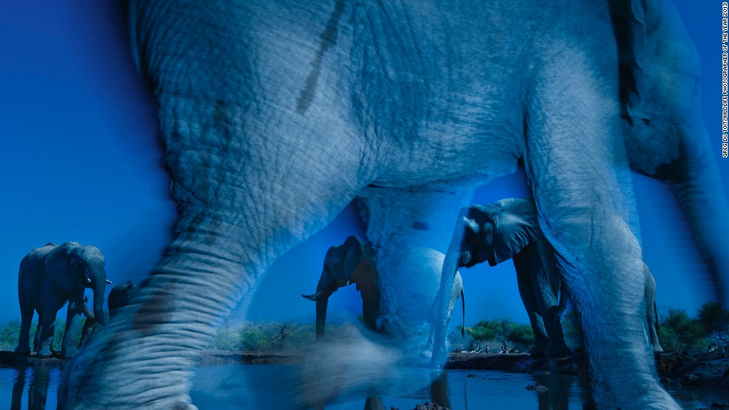 http://www.mediaport.ua/sites/default/files/mp/images/131015152138_wildlife-1.jpg