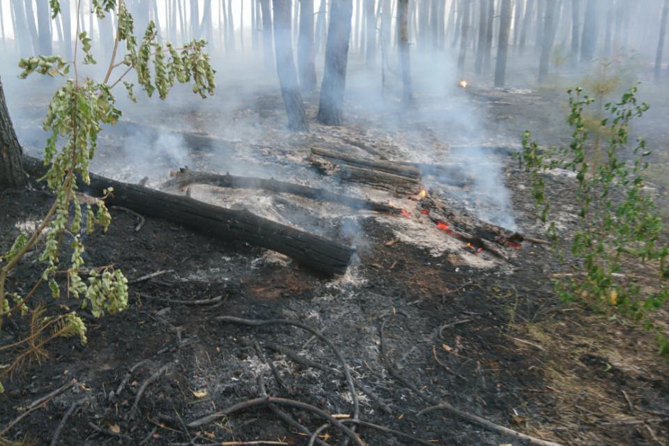 Площадь лесного пожара в Нововодолажском районе увеличилась