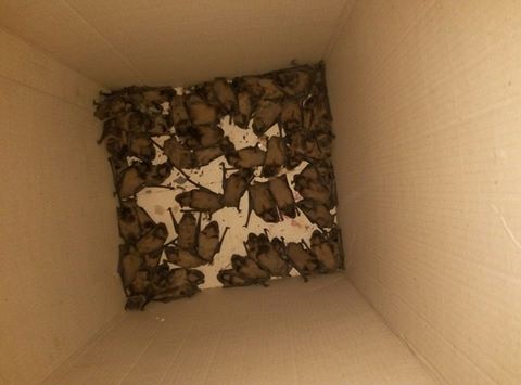 В харьковской квартире поселились десятки летучих мышей