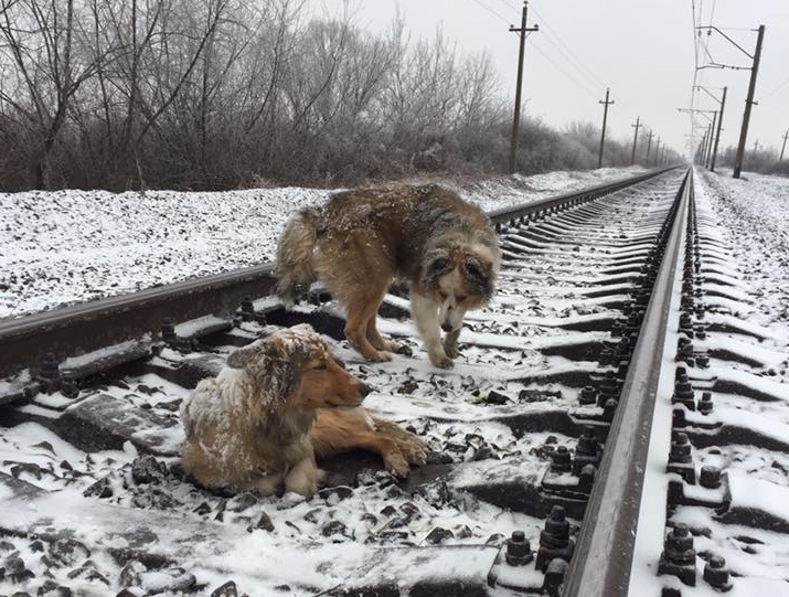 Под Ужгородом пёс двое суток не отходил от раненой на рельсах собаки Под Ужгородом пёс двое суток не отходил от раненой на рельсах собаки