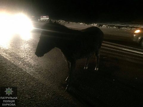 В Харькове две машины столкнулись с пони В Харькове две машины столкнулись с пони