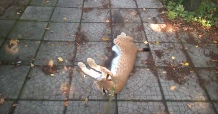 В Харьковском зоопарке капризничает рысь Марыся