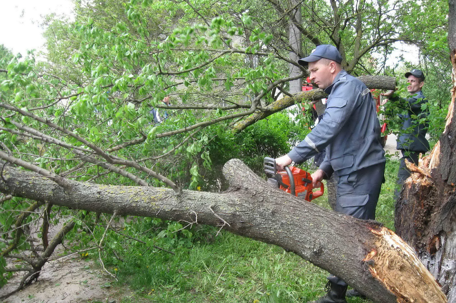 Поваленные деревья и обрывы проводов: последствия грозы в Харькове