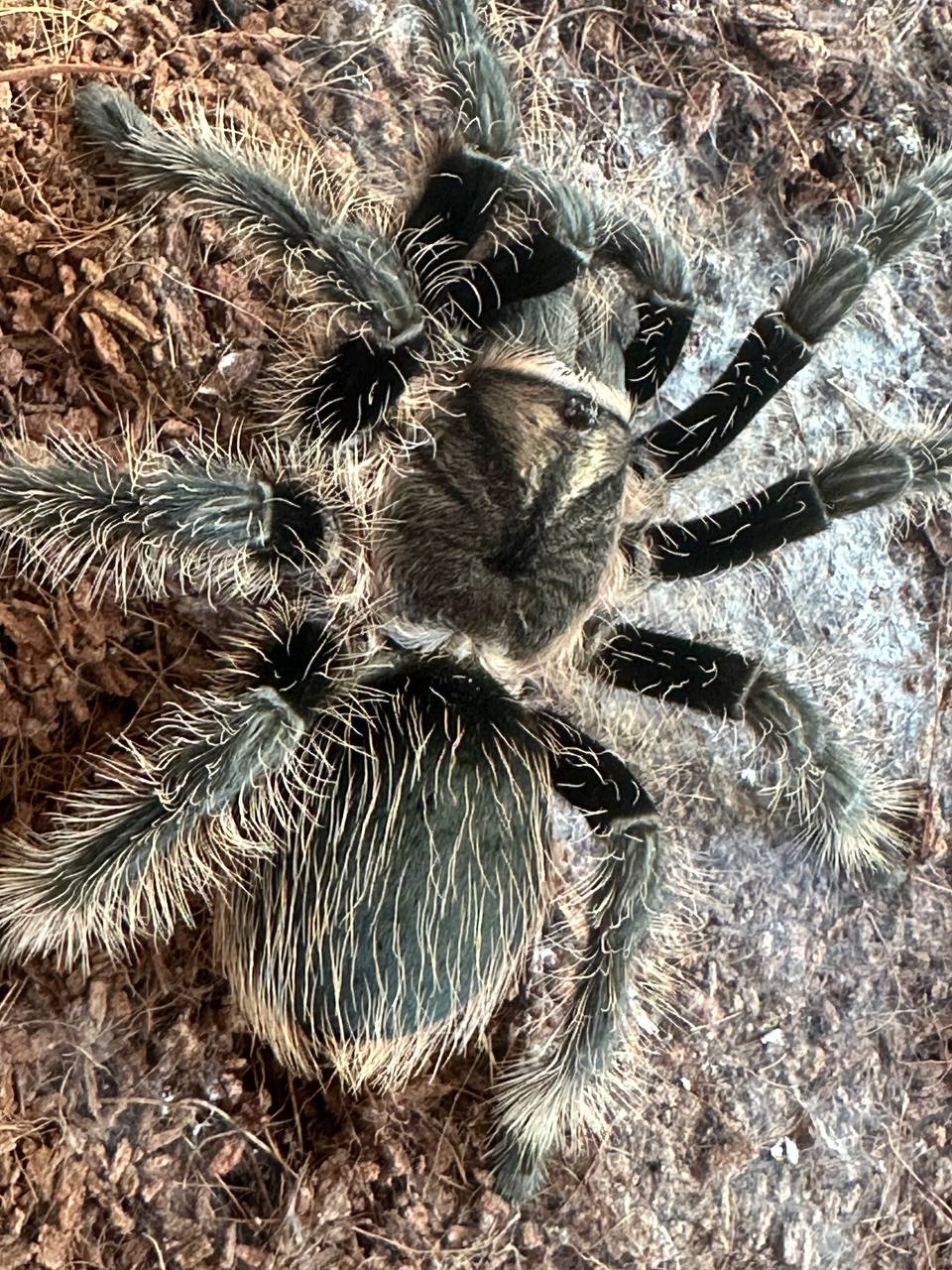 Врятований павук. Фото надане бійцем
