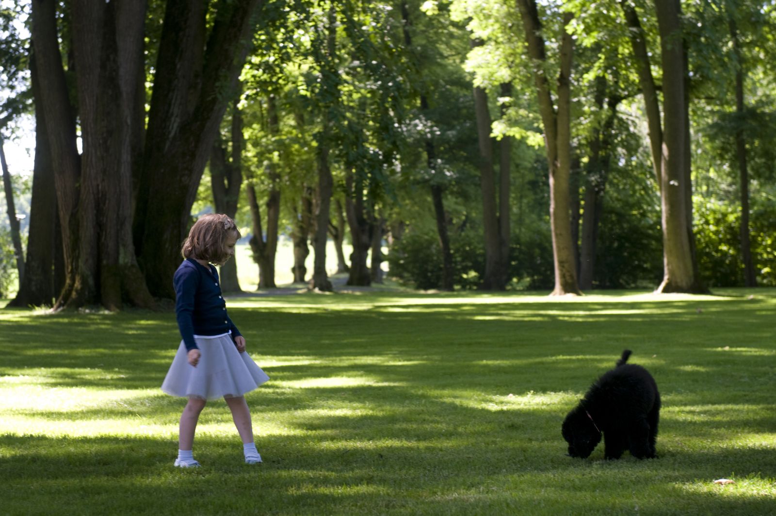 Лабрадудль — cмесь лабрадора-ретривера и пуделя. Фото: Veronica Melå / The Royal Court, Norway.