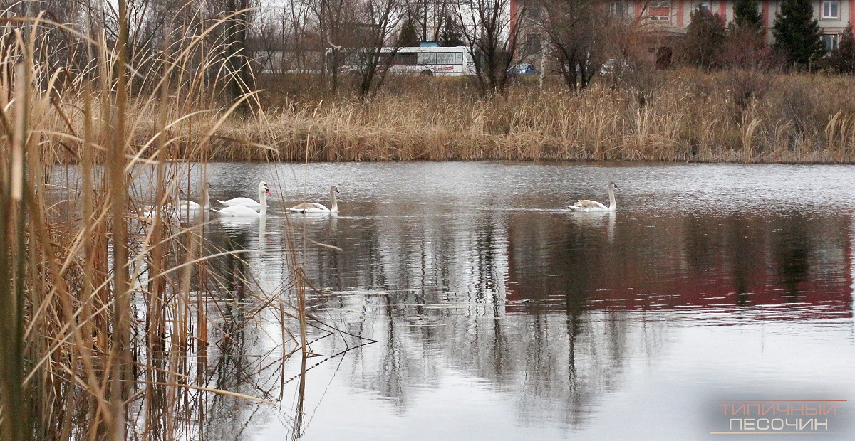 Лебеди-шипуны занесены в Красную Книгу Украины