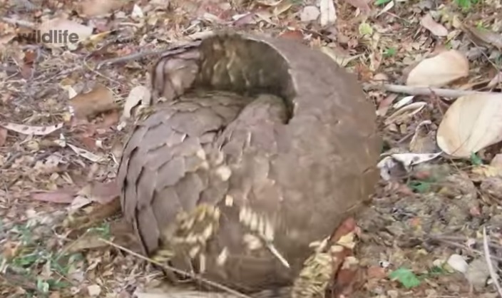 Браконьеры охотятся на панголинов из-за мяса и чешуи, используемой в народной медицине. Скриншот видео United for Wildlife