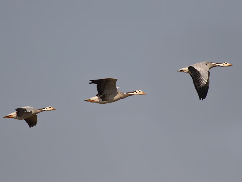 Горные гуси — одни из самых высоко летающих птиц. Зафиксирован случай полёта горных гусей на высоте 10175 метров. Источник: http://bit.ly/1pqywEn