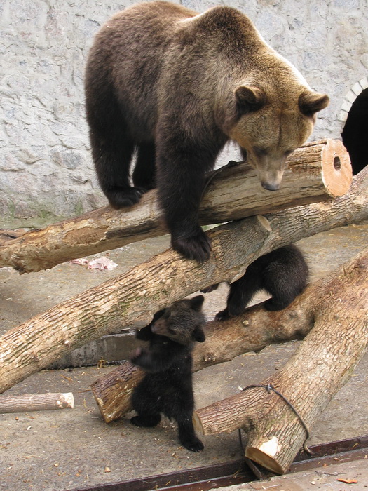 Фото: пресс-служба Харьковского зоопарка