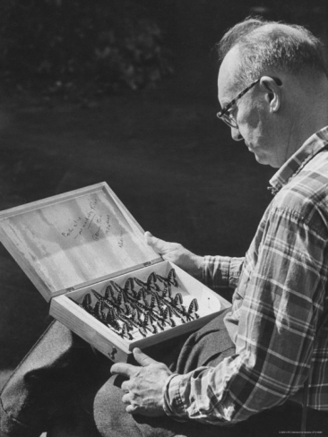 Набоков рассматривает свою коллекцию бабочек. Фото впервые опубликовано в журнале LIFE 13 апреля 1959 года. Автор: Carl Mydans