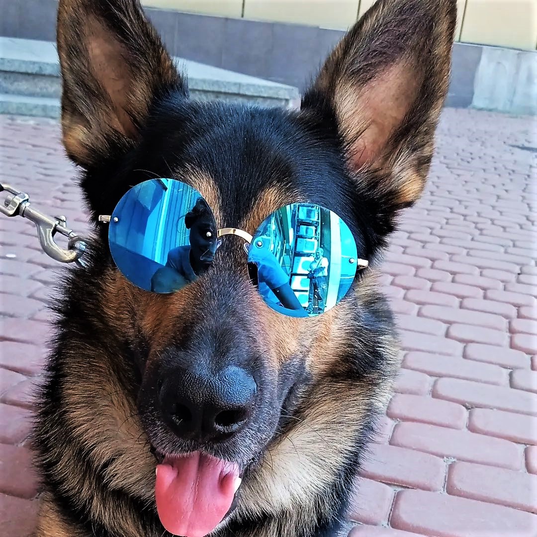 Домашній улюбленець сім'ї Олени — вівчарка Бос — отримав стрес під час удару